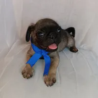 Mosho , a female Pug for sale in Chula Vista, CA – 6 of 9