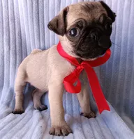 Ziva, a female Pug for sale in Chula Vista, CA – 6 of 9