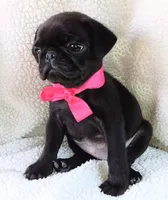 Bella, a female Pug for sale in Chula Vista, CA – 5 of 8