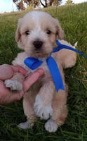 Ted, a male Poodle - Miniature  for sale in Chula Vista, CA – Photo 3 of 3