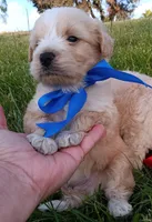 Ted, a male Poodle - Miniature  for sale in Chula Vista, CA – Photo 1 of 3