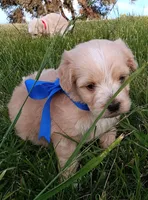 Ted, a male Poodle - Miniature  for sale in Chula Vista, CA – Photo 2 of 3