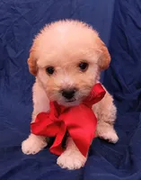 Tedsy, a male Maltipoo for sale in Chula Vista, CA – 8 of 10