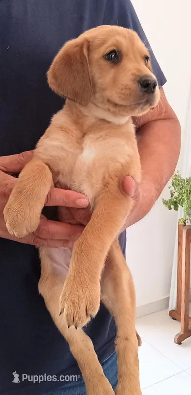Lola – Labrador Retriever puppy for sale in Chula Vista, CA