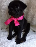 Bella, a female Pug for sale in Chula Vista, CA – 4 of 8
