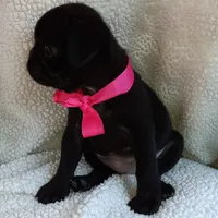 Bella, a female Pug for sale in Chula Vista, CA – 8 of 8