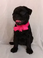 Happy, a female Pug for sale in Chula Vista, CA – 7 of 7