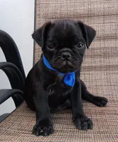 Chubby pugsie , a male Pug for sale in Chula Vista, CA – 4 of 8