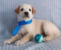 Toby, a male Golden Retriever and Labrador Retriever for sale in Chula Vista, CA – 5 of 8