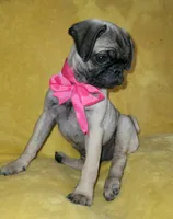 Bella, a female Pug for sale in Chula Vista, CA – 4 of 8
