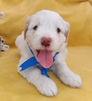 Charlie, a male Maltipoo for sale in Chula Vista, CA – 6 of 7