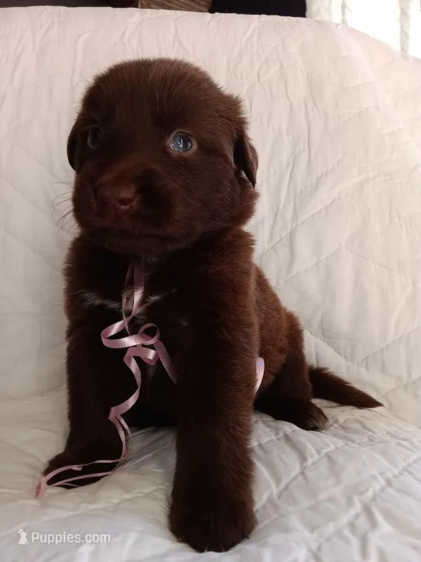 Mako – Labrador Retriever puppy for sale in Chula Vista, CA