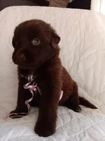 Mako, a female Labrador Retriever for sale in Chula Vista, CA – Photo 2 of 4