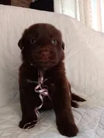 Mako, a female Labrador Retriever for sale in Chula Vista, CA – Photo 4 of 4