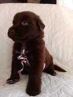 Mako, a female Labrador Retriever for sale in Chula Vista, CA – Photo 3 of 4