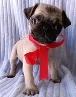 Ziva, a female Pug for sale in Chula Vista, CA – 5 of 9