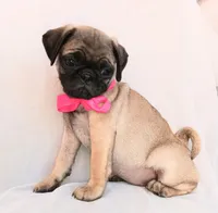 Roxanne , a female Pug for sale in Chula Vista, CA – 2 of 6