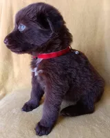 Lulu, a female Labrador Retriever for sale in Chula Vista, CA – Photo 6 of 6