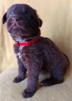 Lulu, a female Labrador Retriever for sale in Chula Vista, CA – Photo 5 of 6