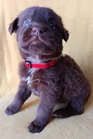 Lulu, a female Labrador Retriever for sale in Chula Vista, CA – Photo 3 of 6