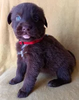 Lulu, a female Labrador Retriever for sale in Chula Vista, CA – Photo 1 of 6