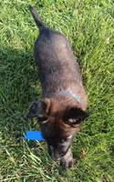 X, a male Belgian Malinois for sale in Chula Vista, CA – Photo 3 of 8