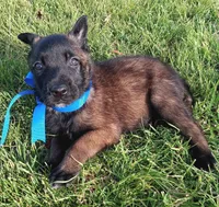 X, a male Belgian Malinois for sale in Chula Vista, CA – Photo 7 of 8
