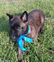 X, a male Belgian Malinois for sale in Chula Vista, CA – Photo 4 of 8