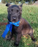 X, a male Belgian Malinois for sale in Chula Vista, CA – Photo 5 of 8