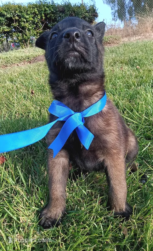 X, a male Belgian Malinois for sale in Chula Vista, CA – Photo 1 of 8