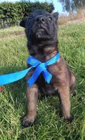 X, a male Belgian Malinois for sale in Chula Vista, CA – Photo 1 of 8