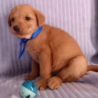 Teddy, a male Golden Retriever and Labrador Retriever for sale in Chula Vista, CA – 5 of 7