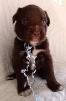 Choko, a male Labrador Retriever for sale in Chula Vista, CA – Photo 2 of 2