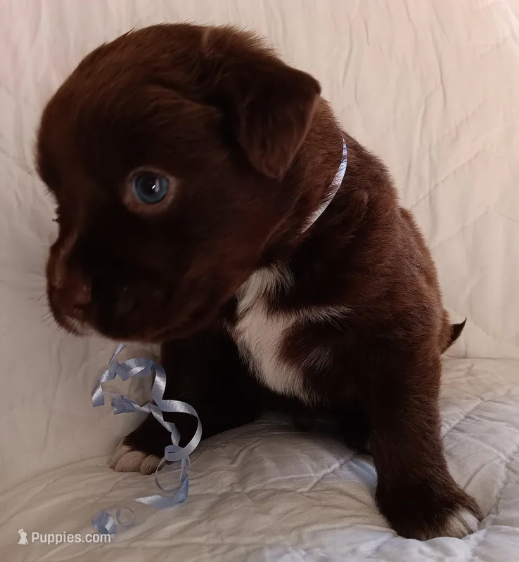 Choko, a male Labrador Retriever for sale in Chula Vista, CA – Photo 1 of 2