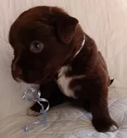 Choko, a male Labrador Retriever for sale in Chula Vista, CA – Photo 1 of 2