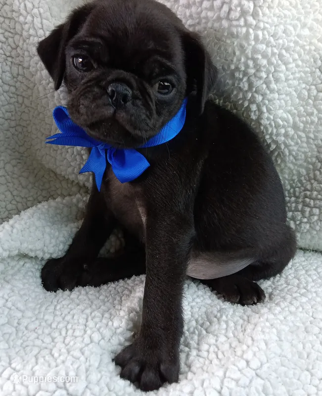 Peabody – Pug puppy for sale in Chula Vista, CA