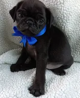 Peabody, a male Pug for sale in Chula Vista, CA – 1 of 10