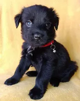 Ted, a male Labrador Retriever and Poodle - Miniature  for sale in Chula Vista, CA – Photo 6 of 6