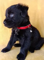 Ted, a male Labrador Retriever and Poodle - Miniature  for sale in Chula Vista, CA – Photo 5 of 6