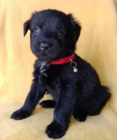 Ted, a male Labrador Retriever and Poodle - Miniature  for sale in Chula Vista, CA – Photo 4 of 6