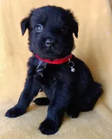 Ted, a male Labrador Retriever and Poodle - Miniature  for sale in Chula Vista, CA – Photo 1 of 6