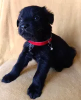 Ted, a male Labrador Retriever and Poodle - Miniature  for sale in Chula Vista, CA – Photo 2 of 6