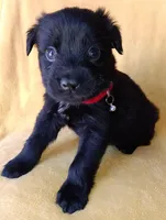 Ted, a male Labrador Retriever and Poodle - Miniature  for sale in Chula Vista, CA – Photo 3 of 6