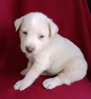 Ted, a male Labrador Retriever for sale in Chula Vista, CA – Photo 5 of 5