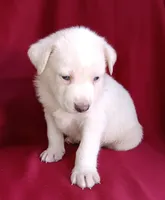 Ted, a male Labrador Retriever for sale in Chula Vista, CA – Photo 3 of 5