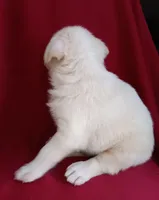 Ted, a male Labrador Retriever for sale in Chula Vista, CA – Photo 4 of 5