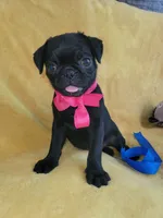 Happy, a female Pug for sale in Chula Vista, CA – 4 of 10