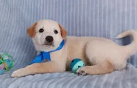 Toby, a male Golden Retriever and Labrador Retriever for sale in Chula Vista, CA – 3 of 8