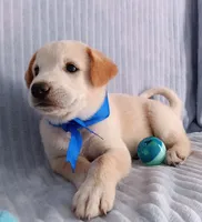 Toby, a male Golden Retriever and Labrador Retriever for sale in Chula Vista, CA – 2 of 8
