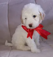 Teddy, a male Maltipoo for sale in Chula Vista, CA – 3 of 10